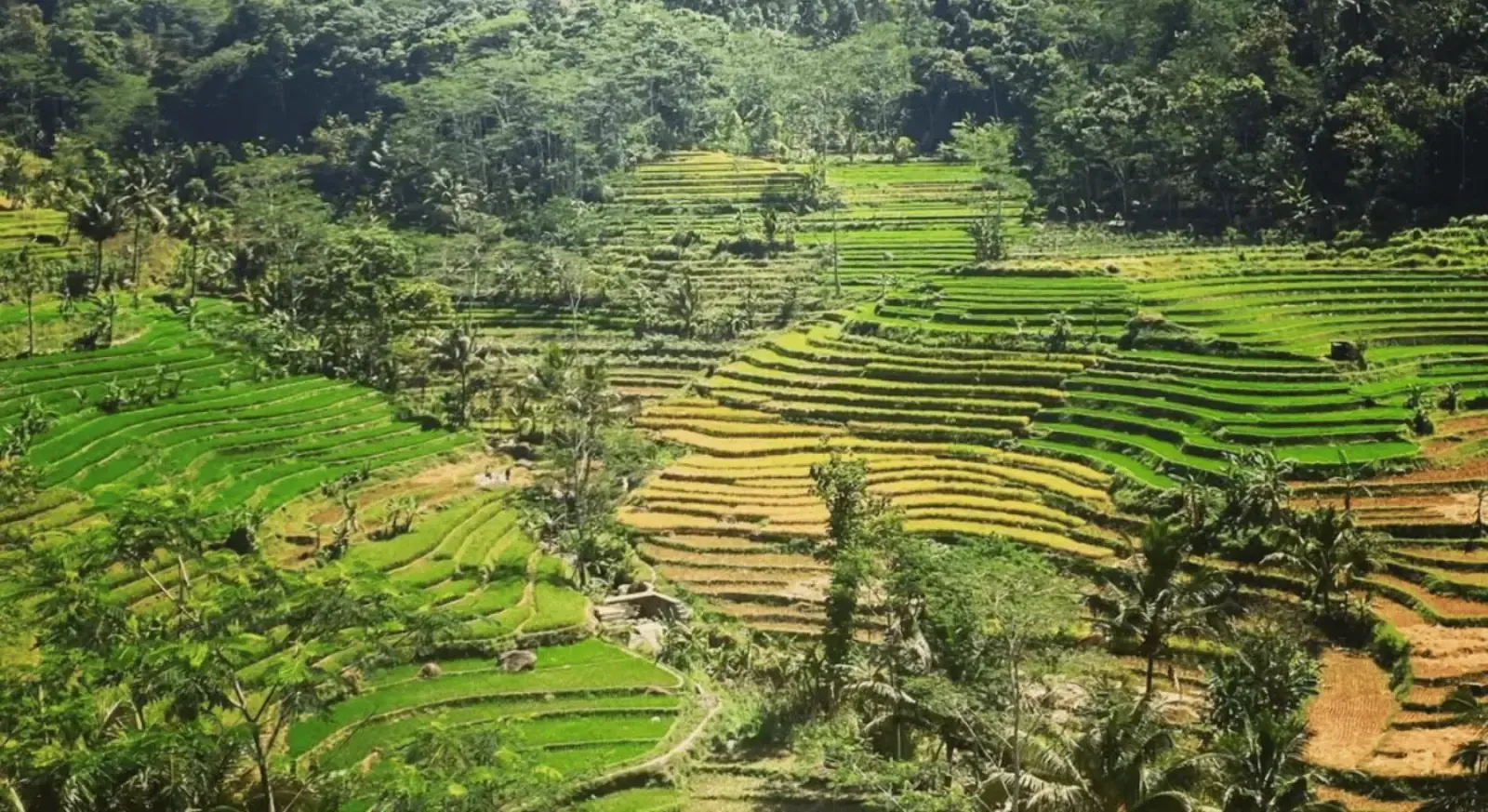 Borobudur Temple & Selogriyo Rice Terraces