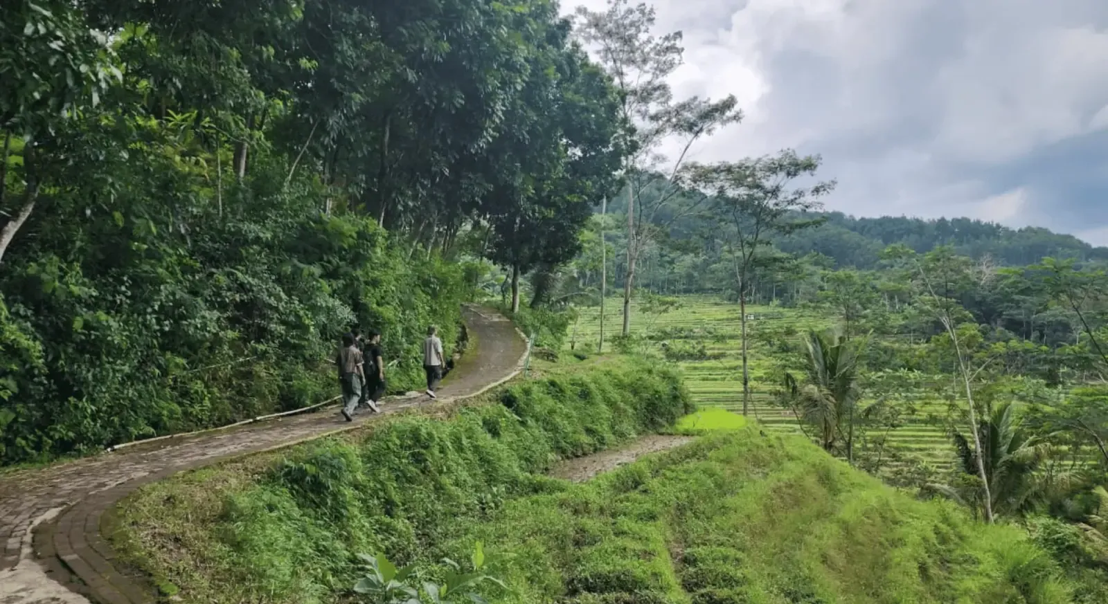 Borobudur Temple & Selogriyo Rice Terraces